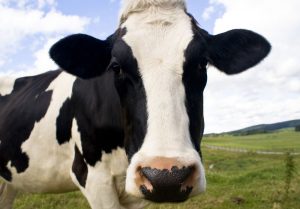 Связь между количественным потреблением кормов и продуктивностью животных