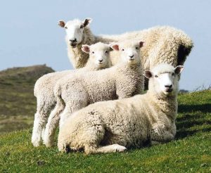 Особенности пищеварения овец. Желудок у овец многокамерный