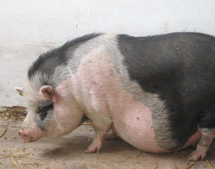 Поросная свинья. Супоросная Вьетнамская Свинка. Вьетнамская вислобрюхая свинья. Опорос вьетнамской вислобрюхой свиньи.